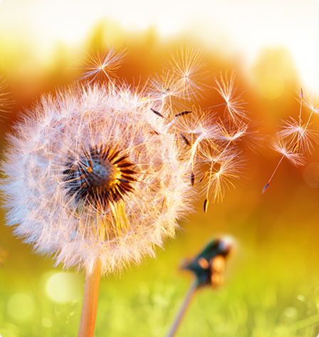 Dandelion flower seeds blowing in the wind.