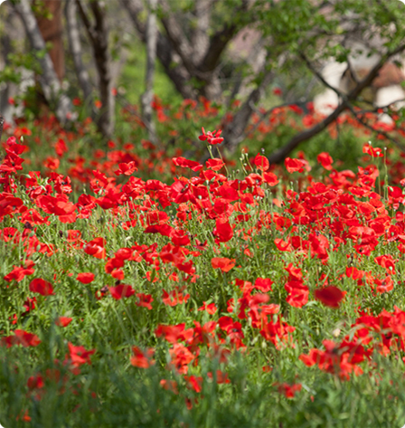 A field of red flowers in Georgetown, TX.