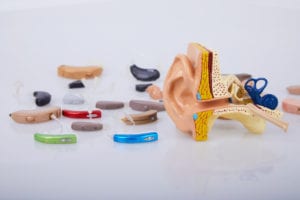 Artificial human ear model. Human ear. Ear model. A model of the ear for elementary science classes.