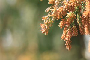 Cedar pollen