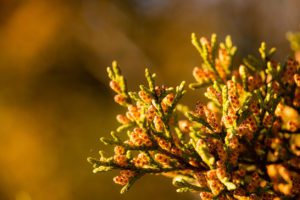 Cedar pollen blooming