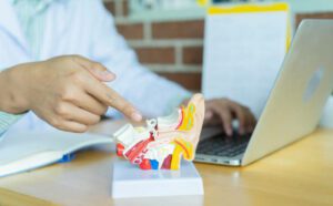 close up professional otolaryngologist explain and diagnose to patient by pointing on human ear anatomy about eardrum symptom for treatment and heal concept