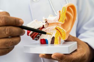 An ENT doctor holds a model of a human ear to explain how to treat ear infections and hearing loss in patients.